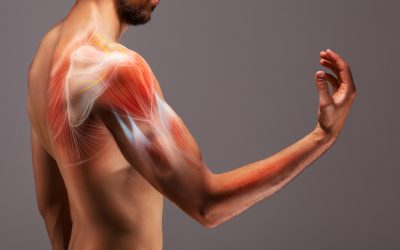 Allenamento gruppi muscolari - ISSA