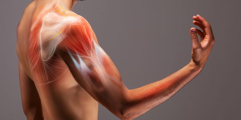 Allenamento gruppi muscolari - ISSA