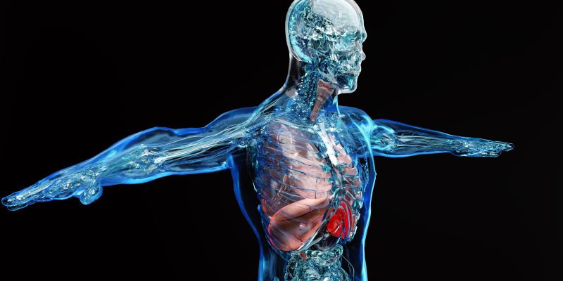 Fisiologia dell'esercizio e allenamento - ISSA Europe