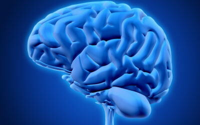 i benefici della creatina vanno oltre a quelli sperimentati in palestra e arrivano a cervello e funzioni cognitive