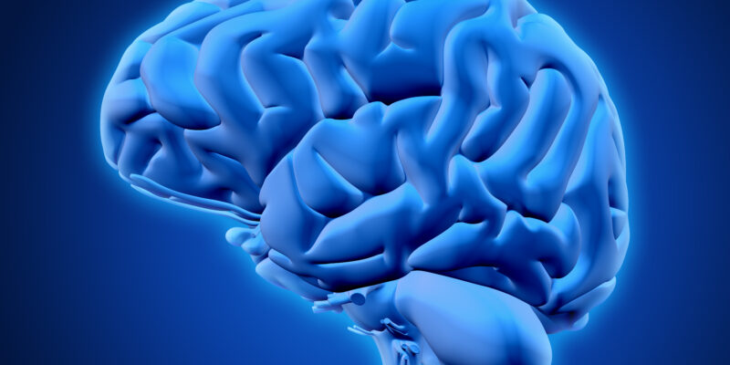 i benefici della creatina vanno oltre a quelli sperimentati in palestra e arrivano a cervello e funzioni cognitive